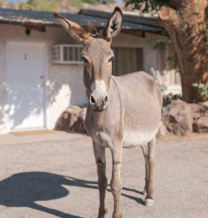Exterior view of a Lake Havasu Hotel room with a donkey.